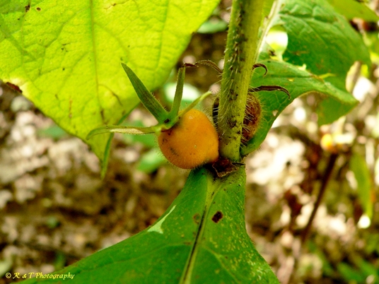 {Triosteum aurantiacum}